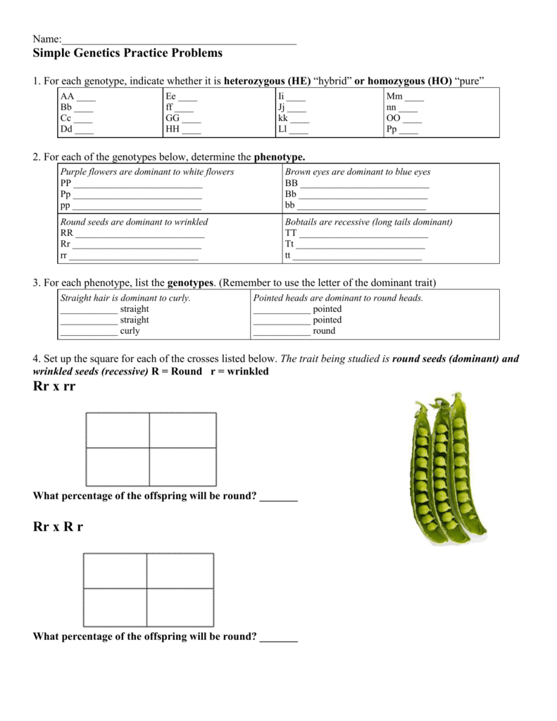 Genetics Worksheet