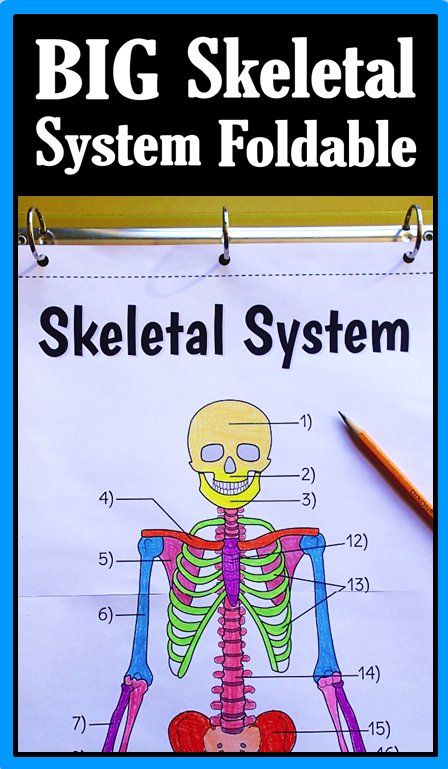 Get Students To Love Learning The Names Of The Bones Of The Human