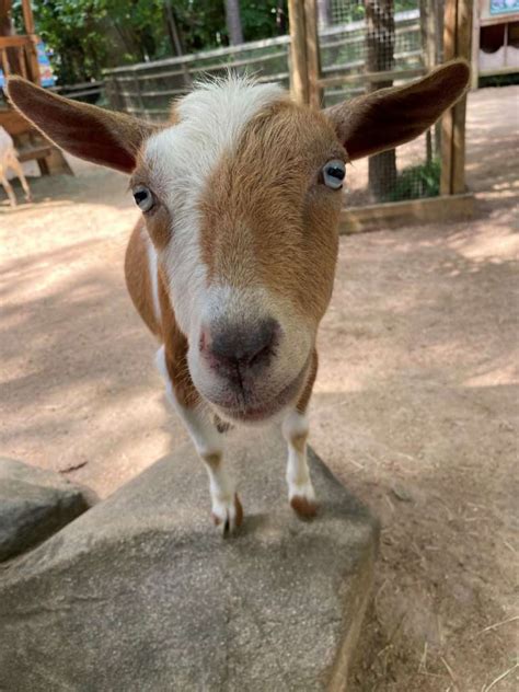 Goat Myths And Facts Zoo Atlanta