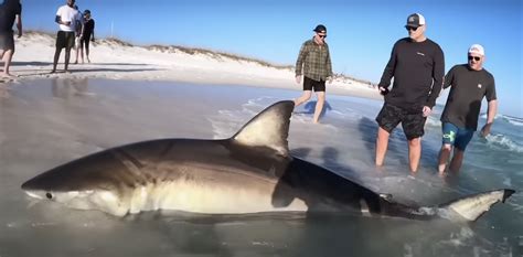 Great White Shark Released In Pensacola Surf Tight Lines