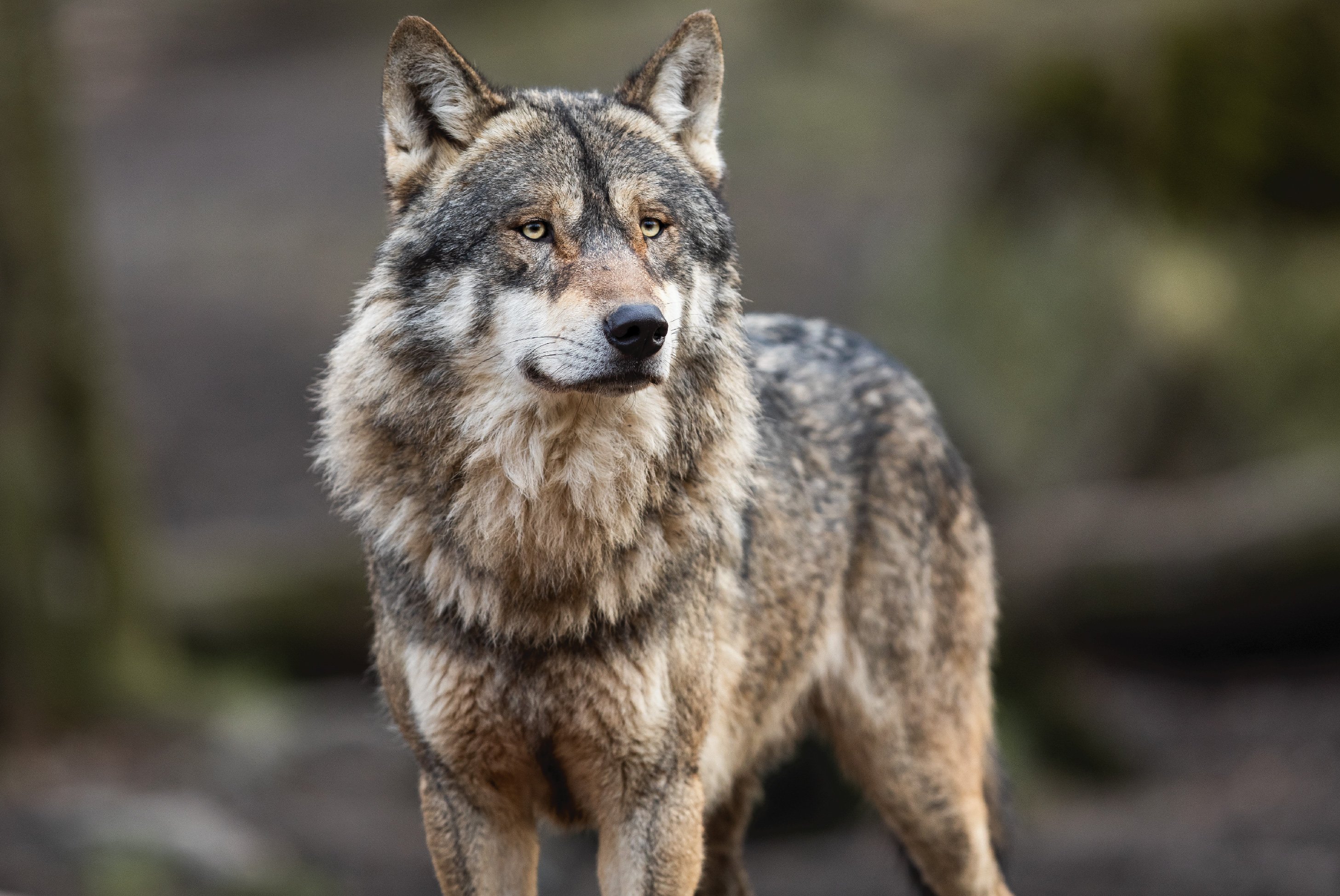 Grey Wolf Wildlife Yellowstone National Park Wildlife Tour Wildlife