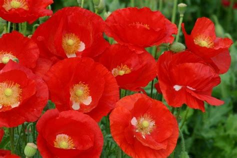 Growing Annual Poppies With Marilyn Barlow A Way To Garden