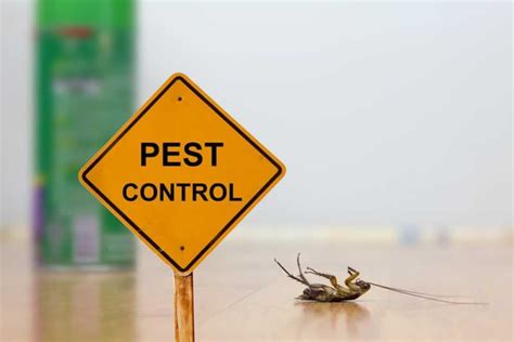 Guide For Effective Pest Control Methods For Your Home