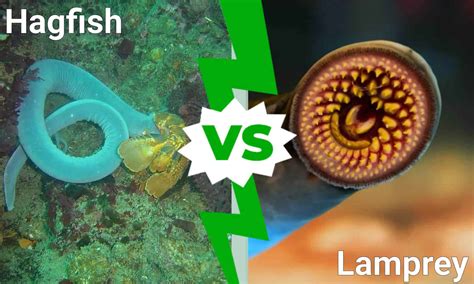 Hagfish Vs Lamprey 5 Key Differences A Z Animals