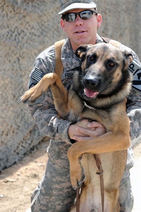 Here S How To Adopt A Military Working Dog Military Com