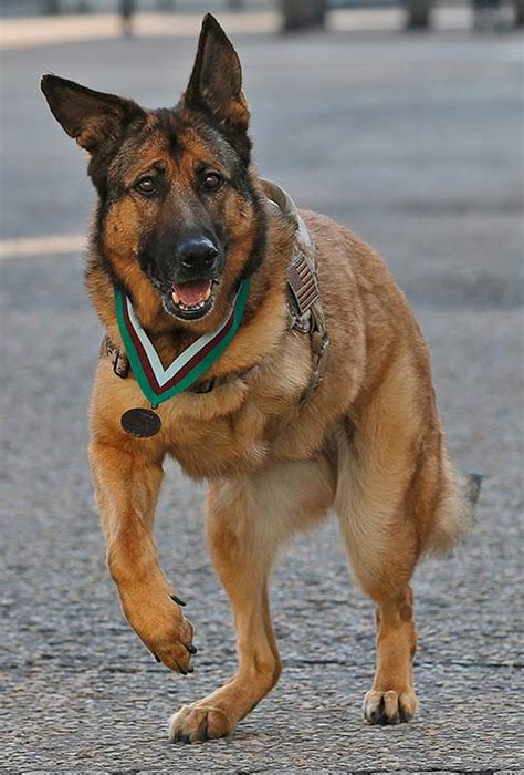 Heroic Us Marine Corps Service Dog Awarded Top Medal For War Animals