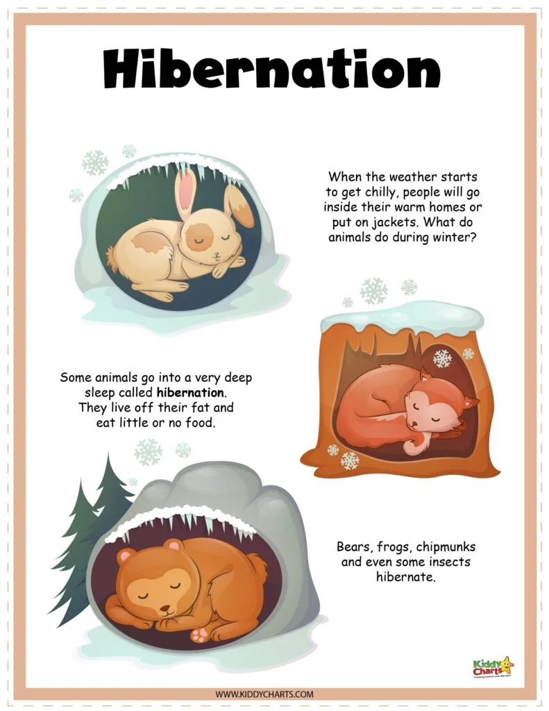 Hibernating Animals Activity Sheets Kiddycharts Com