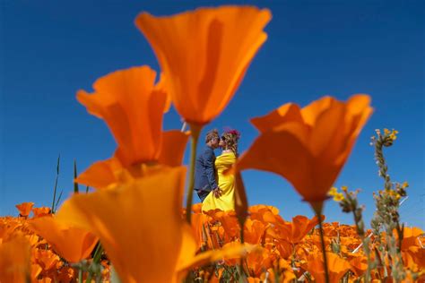 Historic Superbloom Brings Vibrant Colors To California S Desert Abc News