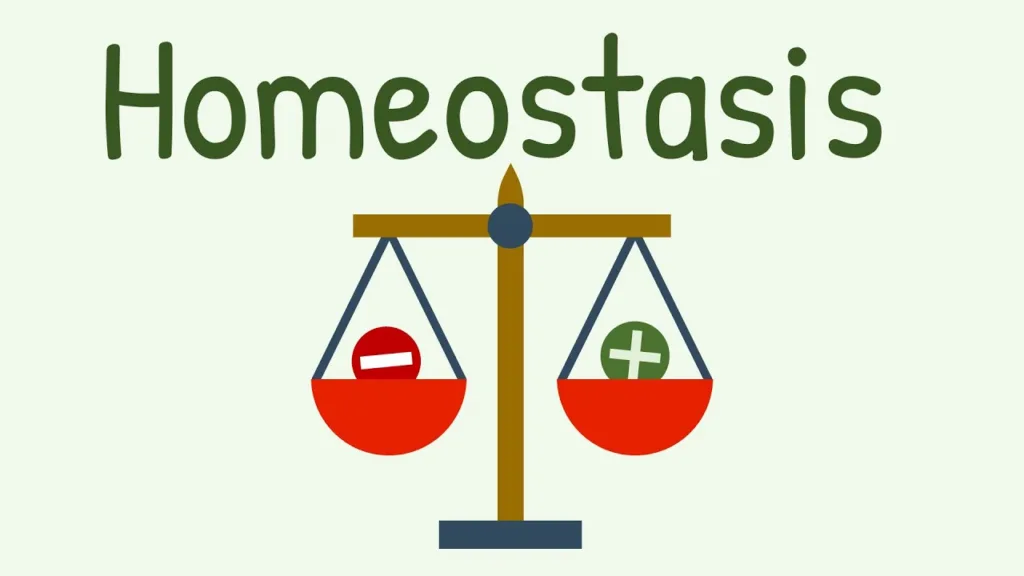 Homeostasis Physiopedia