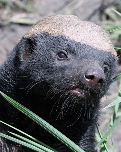 Honey Badger Facts Animal Facts Encyclopedia