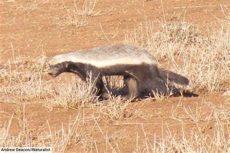 Honey Badger Information Photos Full Species Information Geni Tv