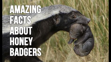 Honey Badgers Facts Youtube