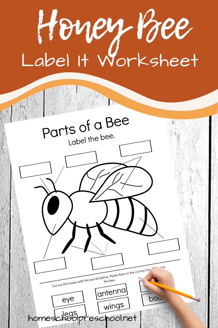 Honey Bee Printable Worksheets Worksheets For Preschool Kindergarten