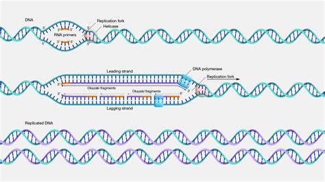 How Does Dna Replication Work