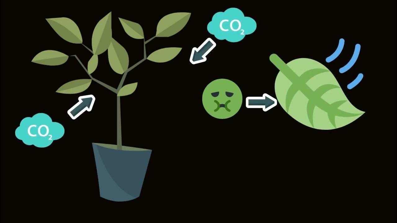 How Photosynthesis Works Animated Video For Students Kids Youtube