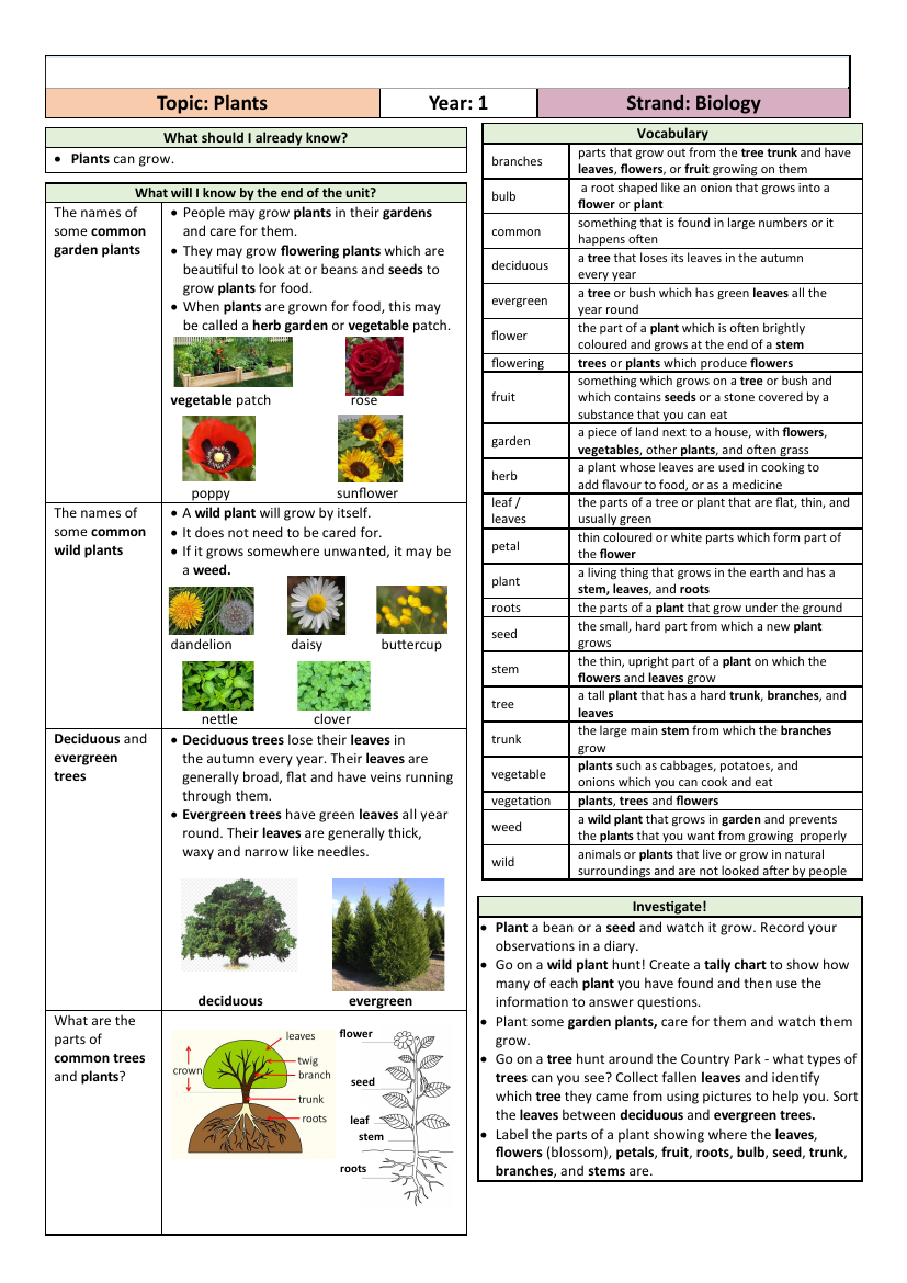 How Plants Grow Lesson Plan Education Com Activit S De Printemps