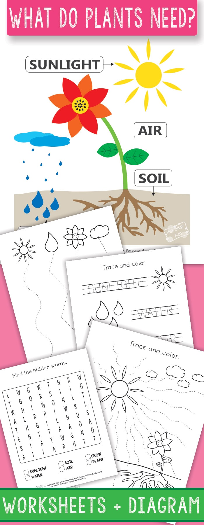 Plant Growth Worksheet: Simple Guide to Growing Plants