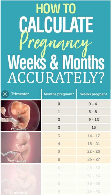 How To Calculate Pregnancy Week By Week Months Accurately