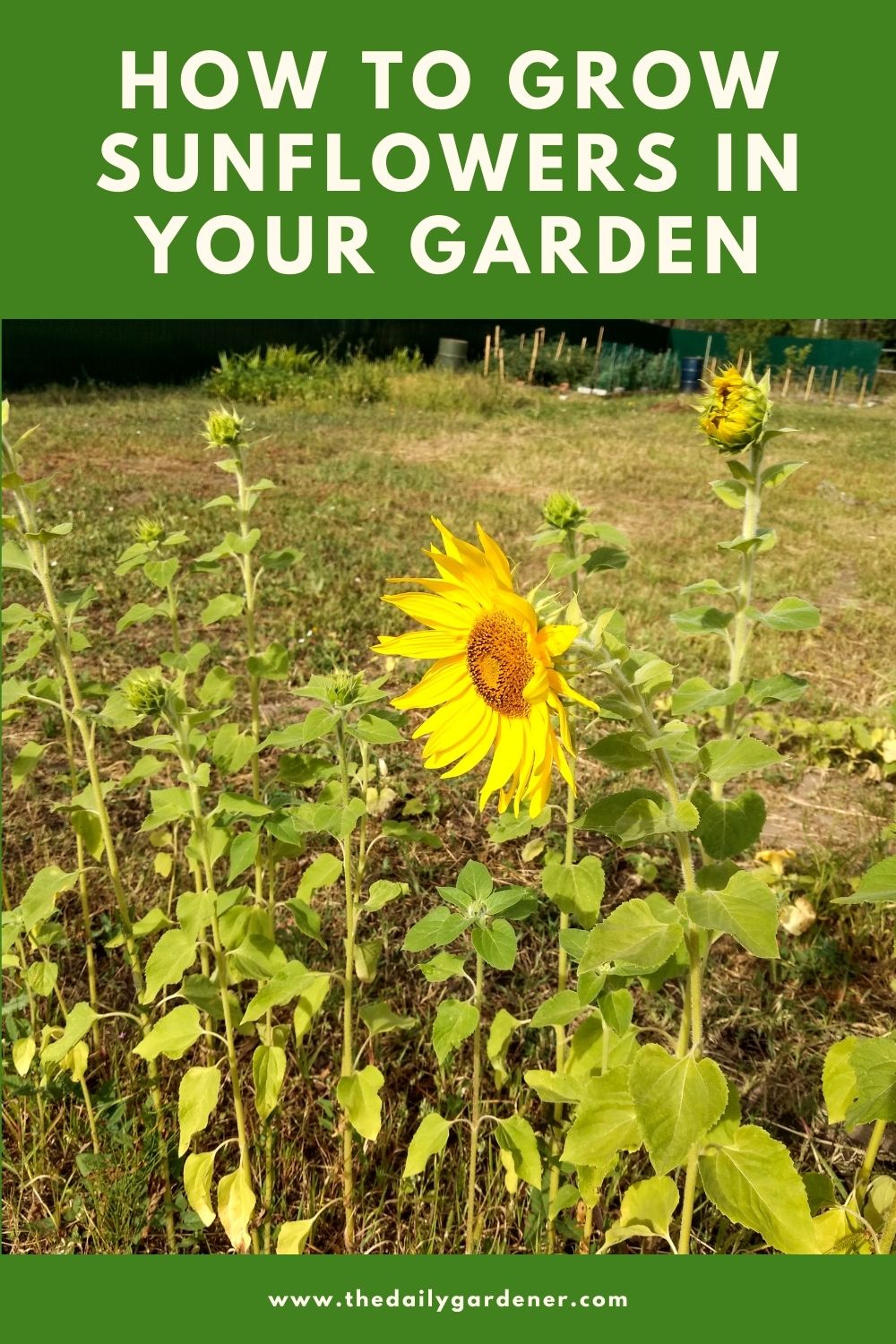 How To Grow Sunflowers In Your Garden The Daily Gardener