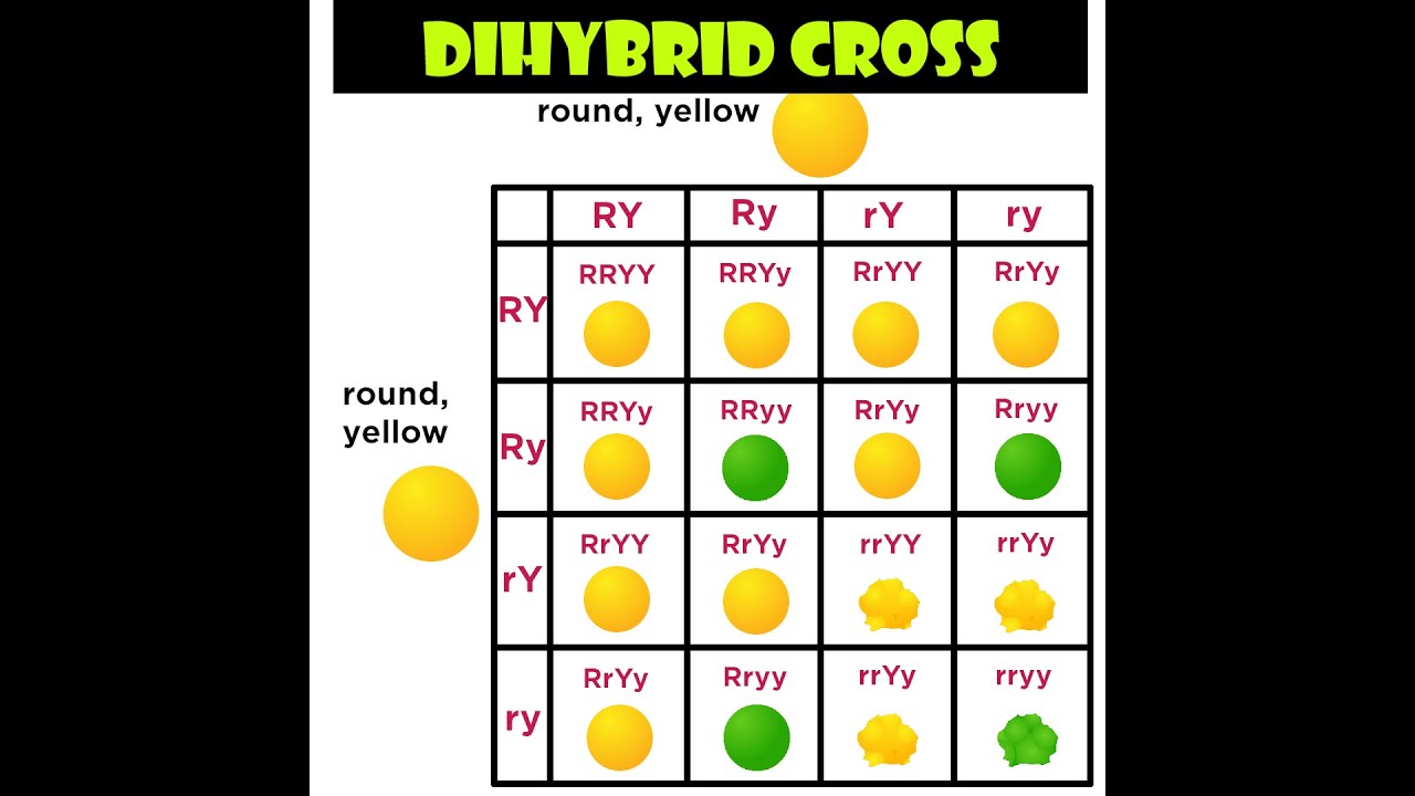 How To Solve A Dihybrid Cross Youtube