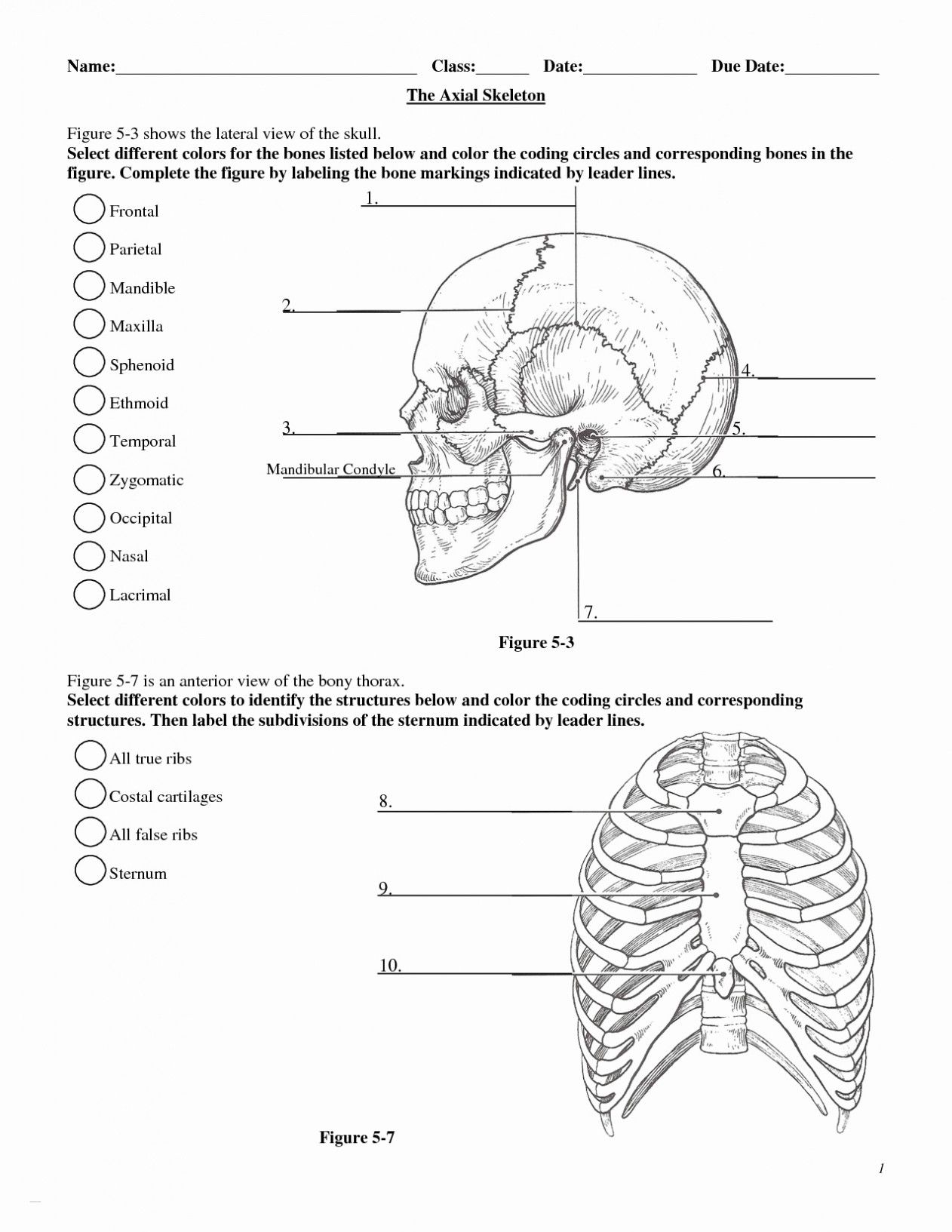 Human Anatomy Skeleton Labeling Worksheets In 3 Levels Homeschool