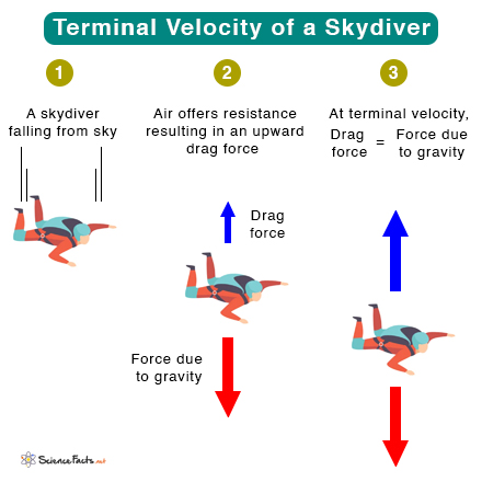 What Is Human Terminal Velocity