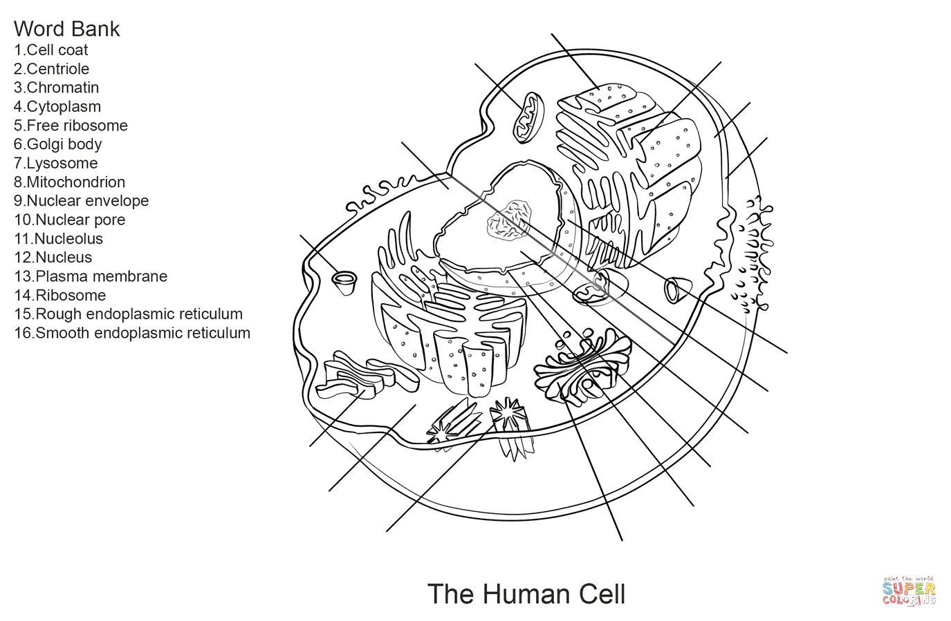 Human Cell Worksheet Super Coloring Anatomy Coloring Book Cells