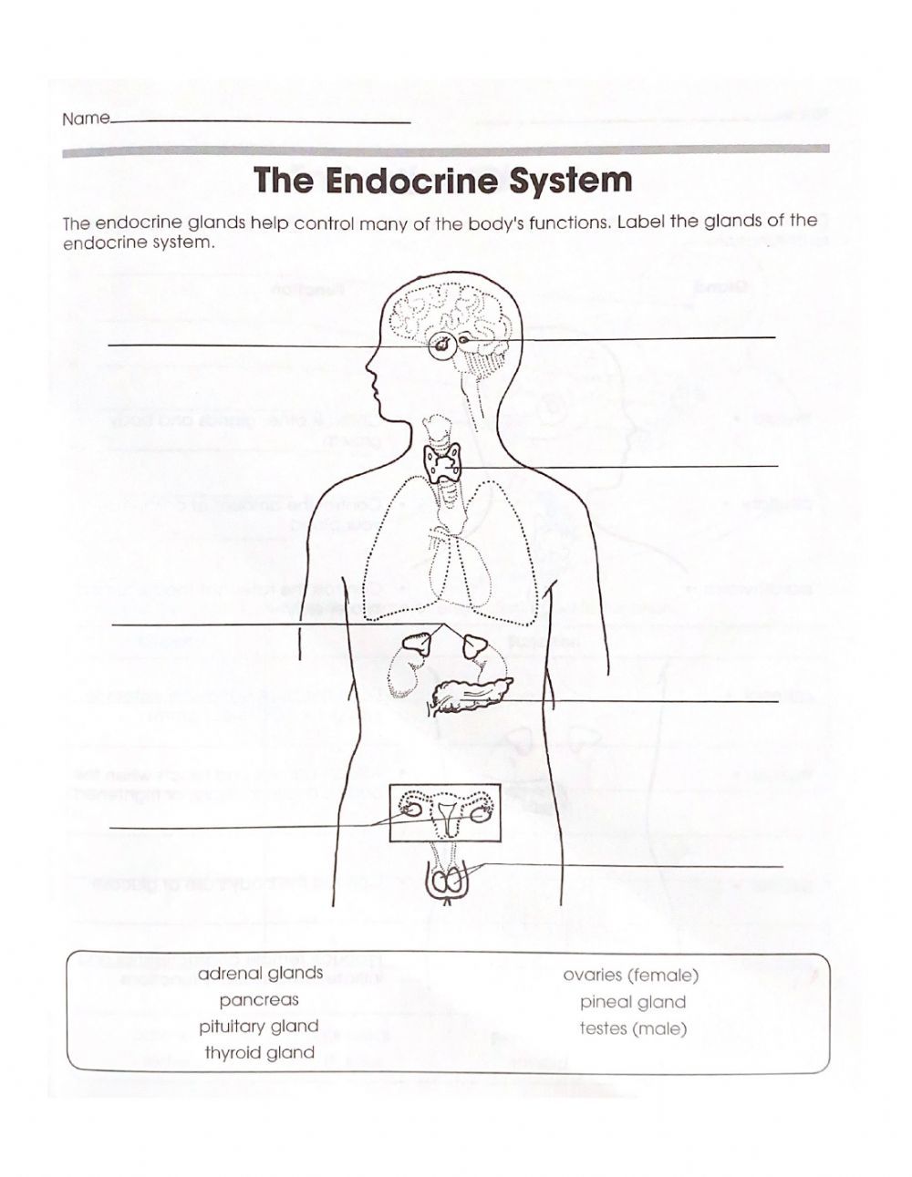 Human Endocrine System Home Learning Worksheet Gcse Teaching Resources