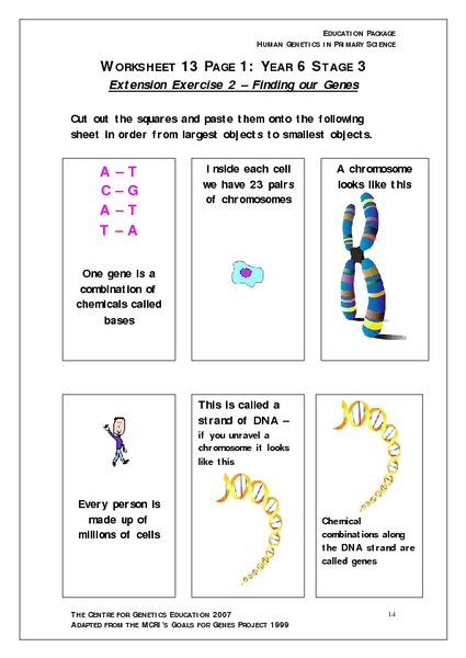 Human Genetics Finding Our Genes Worksheet For 4Th 5Th Grade