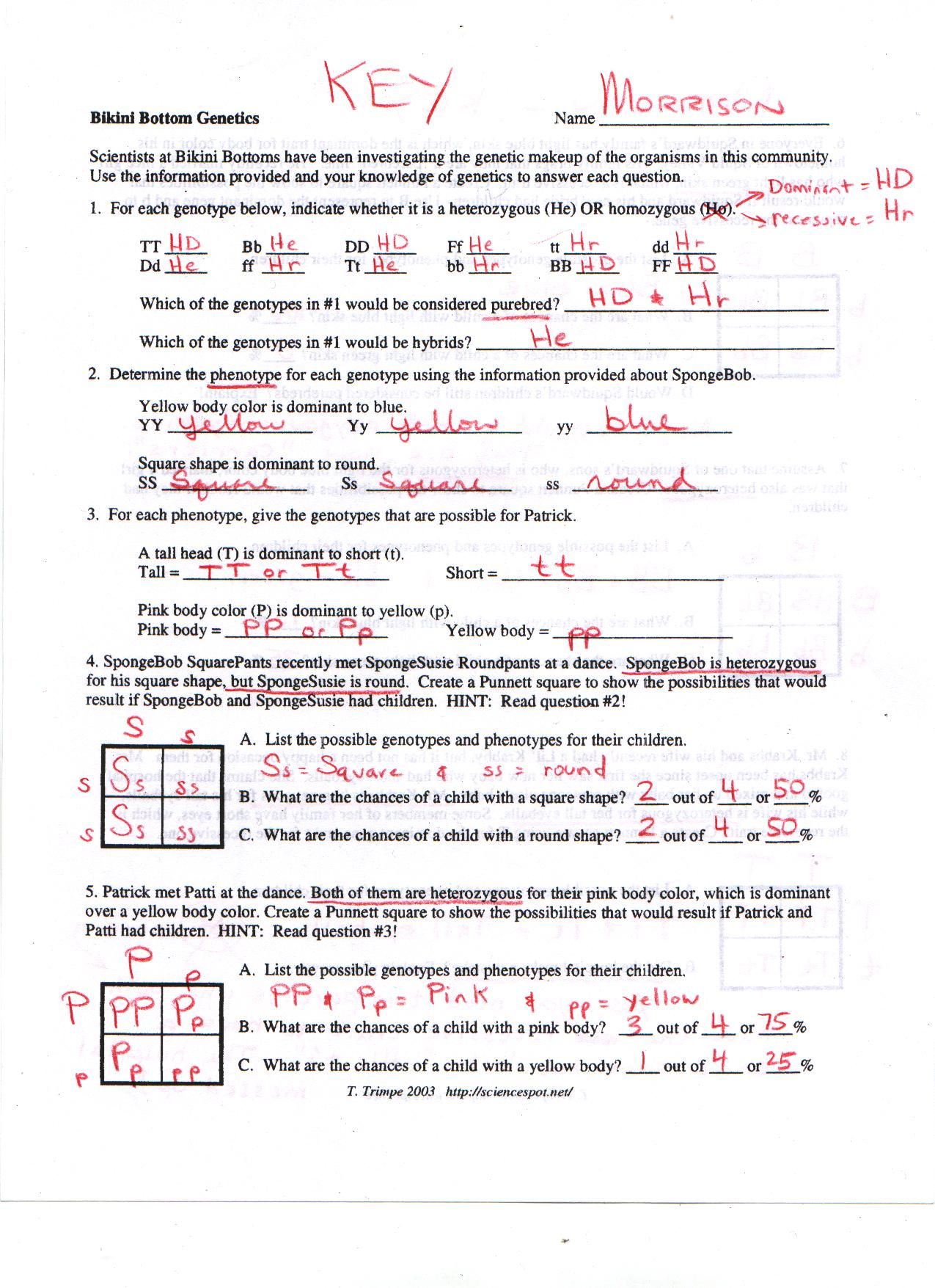 Human Genetics Practice Worksheet 3 Answers