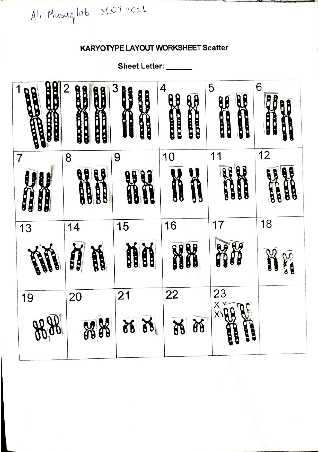 Human Karyotype Activity Worksheet Math Worksheets Kindergarten