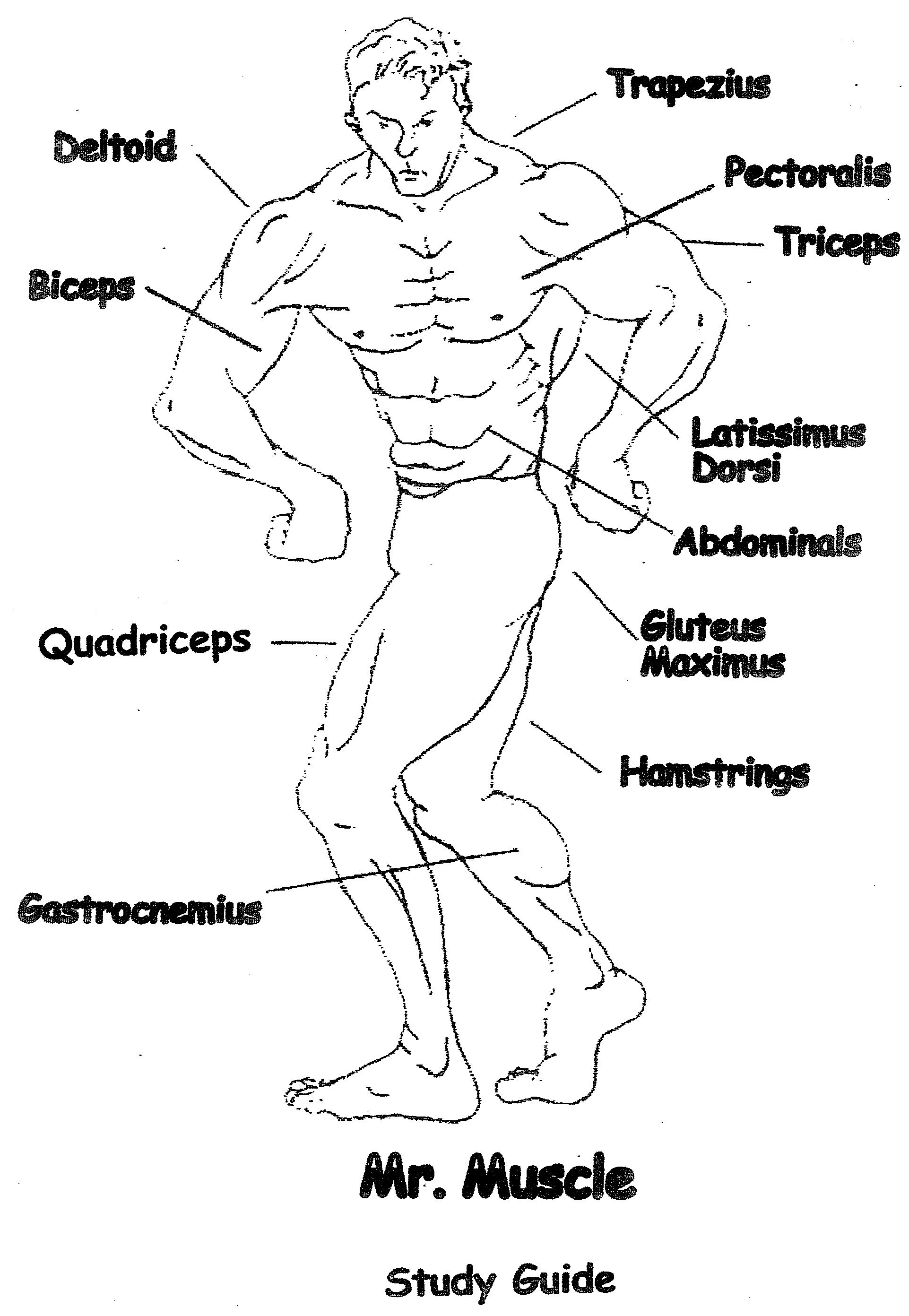 Human Muscles Worksheet