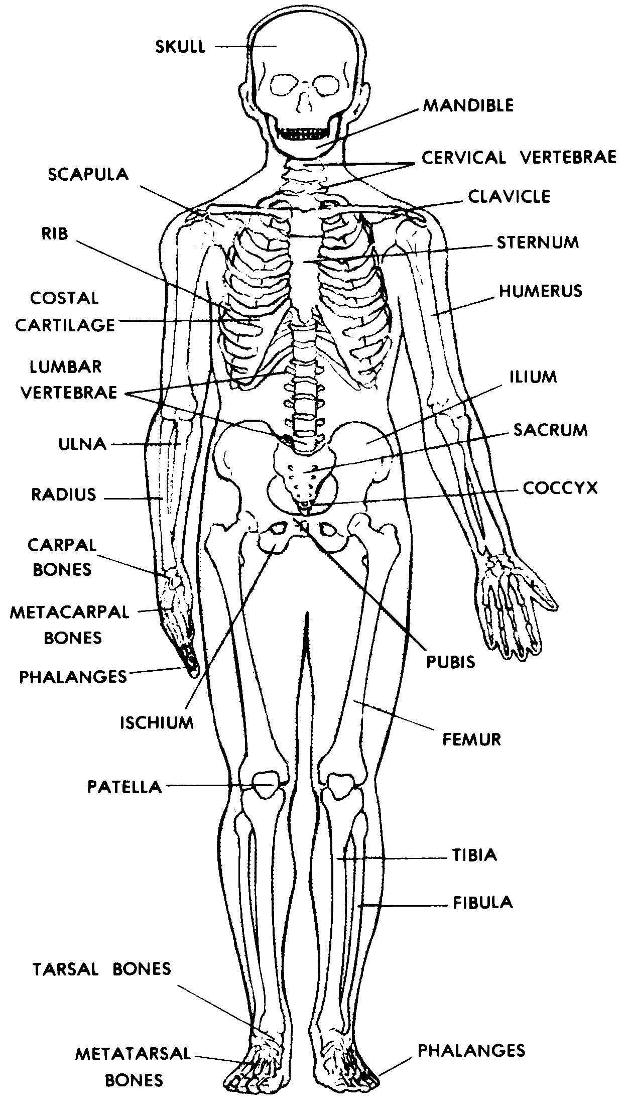 Human Skeleton System Label Design Anterior View Anatomy Stock Photo