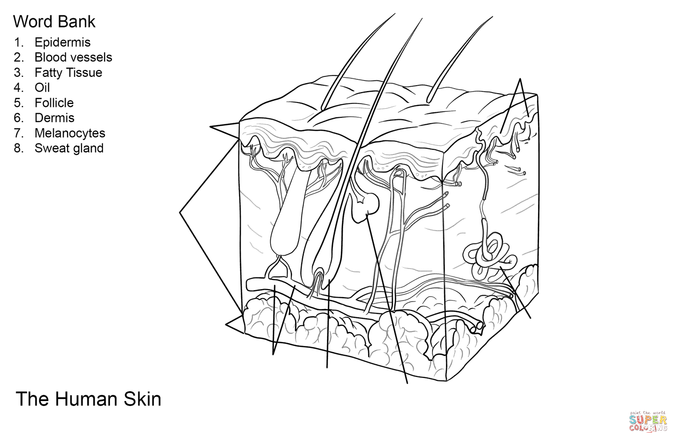 Human Skin Anatomy Worksheet Coloring Page