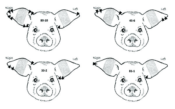 Identify Pigs By Ear Notching New Mexico State University Be Bold