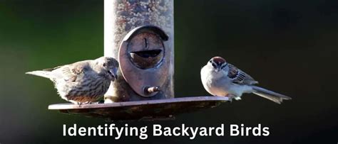 Identifying Backyard Birds Top Tips Birds Wetlands