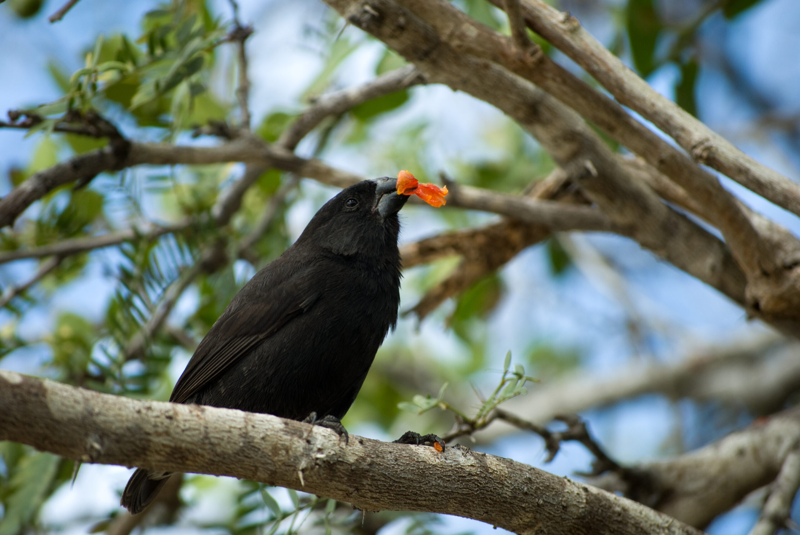 Identifying Darwin Amp 39 S Finches Galapagos Conservation Trust Finch Darwin Galapagos