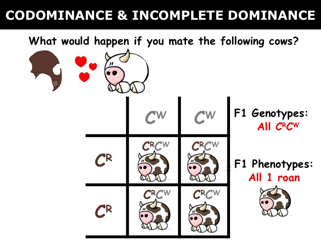 Incomplete And Codominance Traits Worksheet