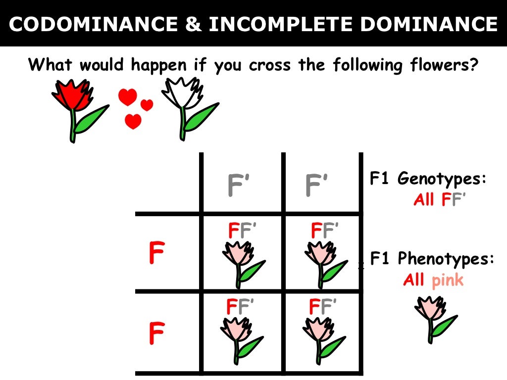 Incomplete Dominance And Codominance Key