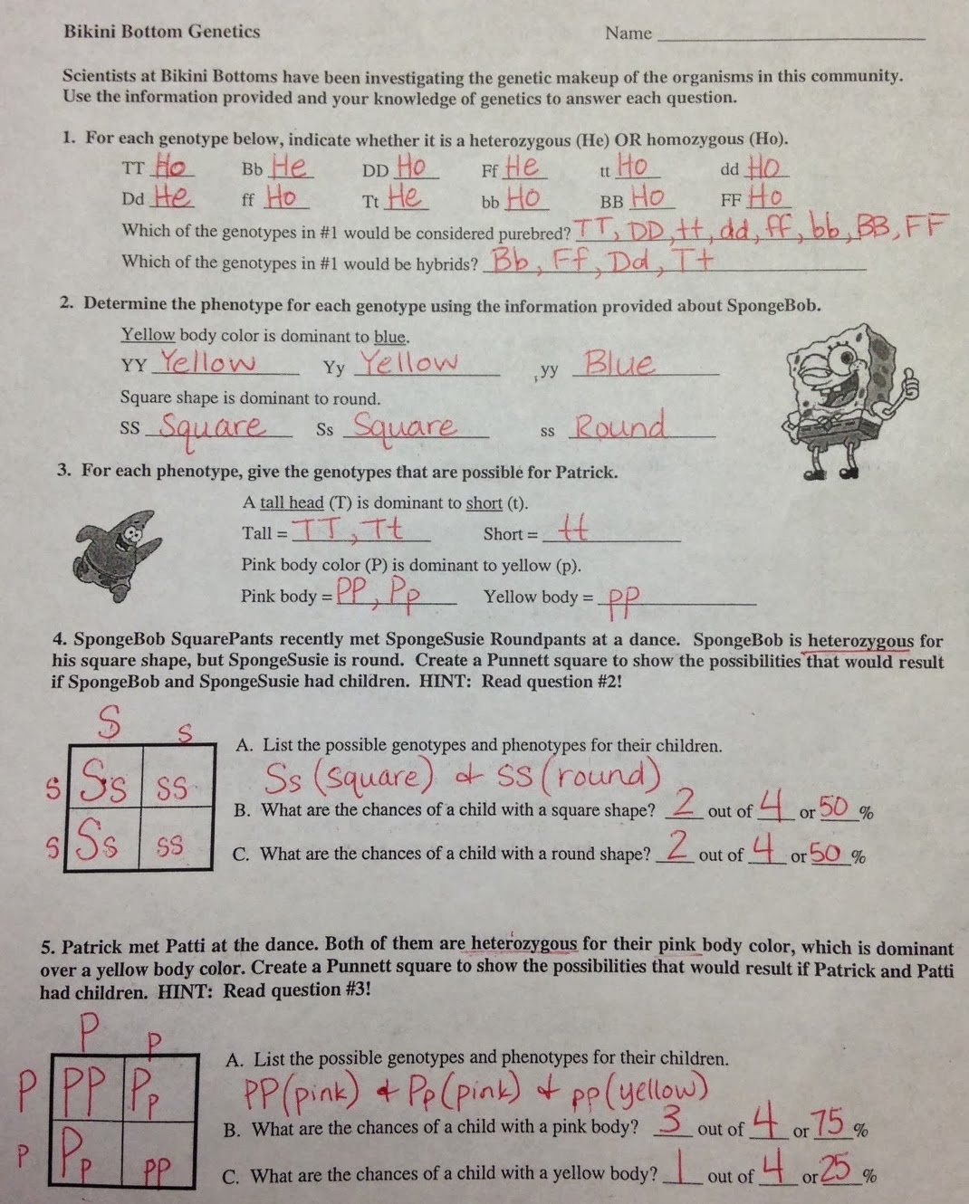 Incomplete Dominance Spongebob Genetics Answer Key Incomplete