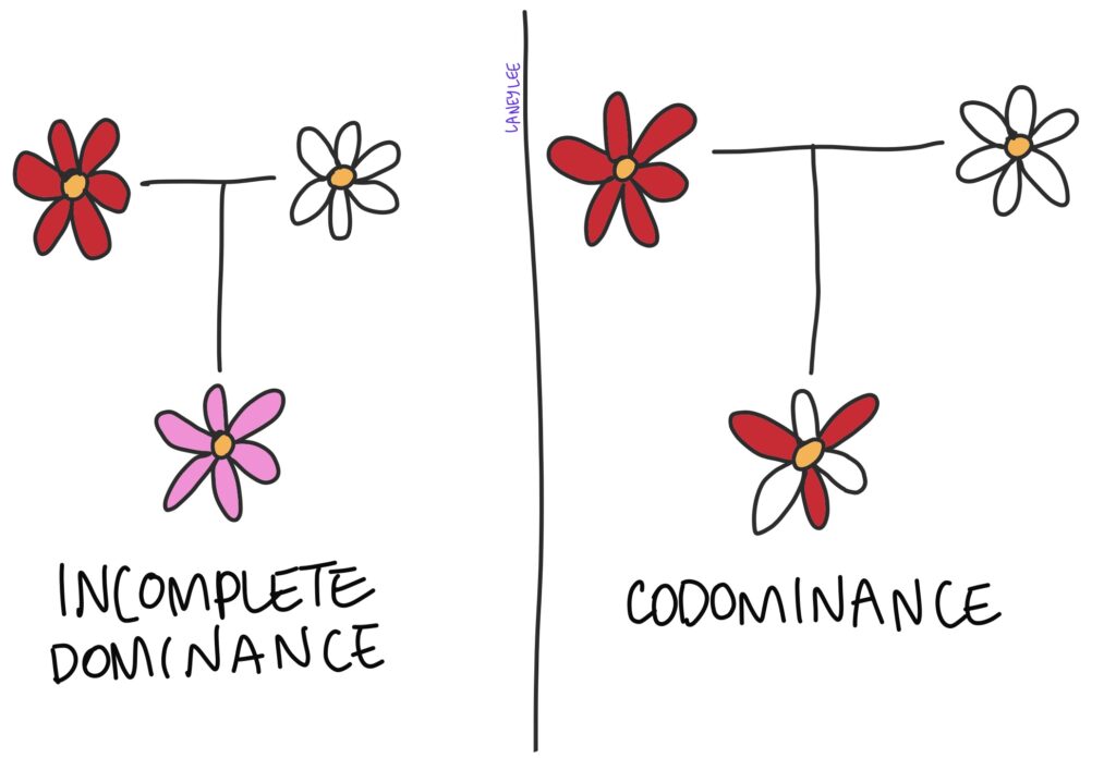 Incomplete Dominance Vs Codominance Definition Examples