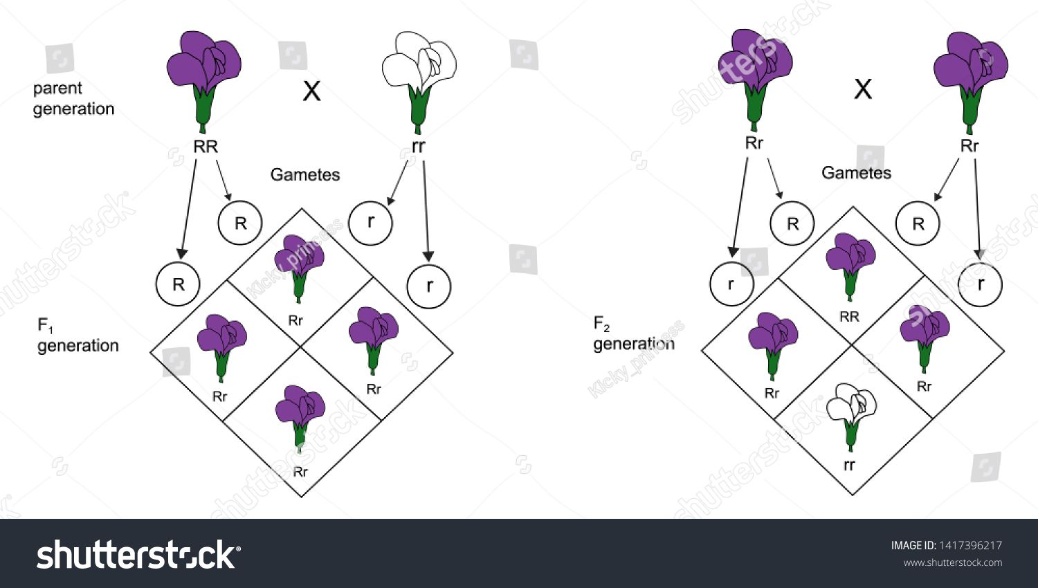 Inheritance Mendel S Laws Of Inheritance Pmf Ias