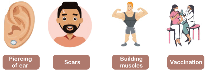 Inherited Vs Acquired Physical Traits 1 6K Plays Quizizz