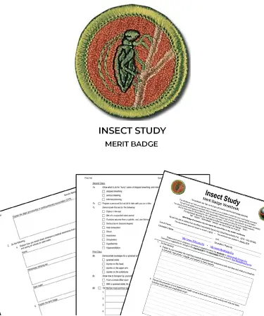 Insect Study Merit Badge Worksheets