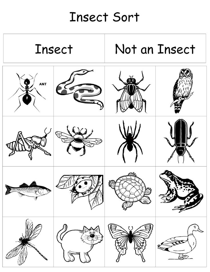 Insects 2Nd Grade Worksheets Kindergarten Worksheets Insects