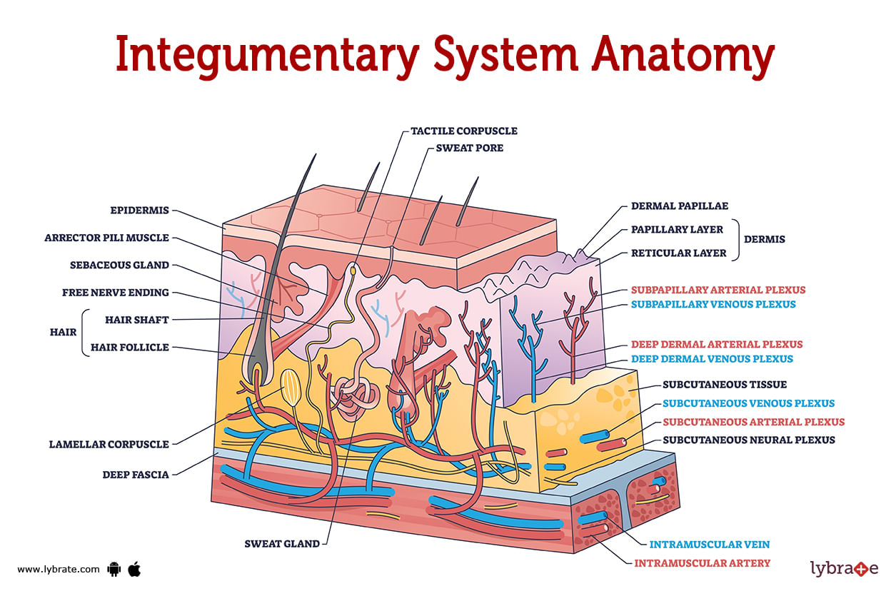 Integumentary System Human Anatomy Image Functions Diseases And