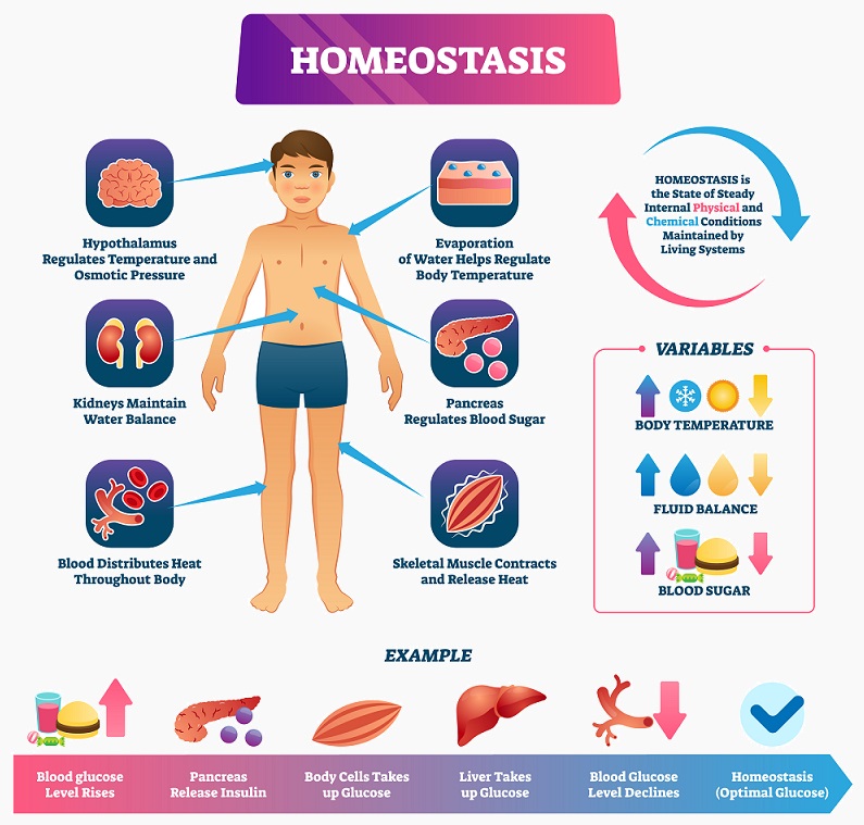 Introduction To Homeostasis Ppt Download