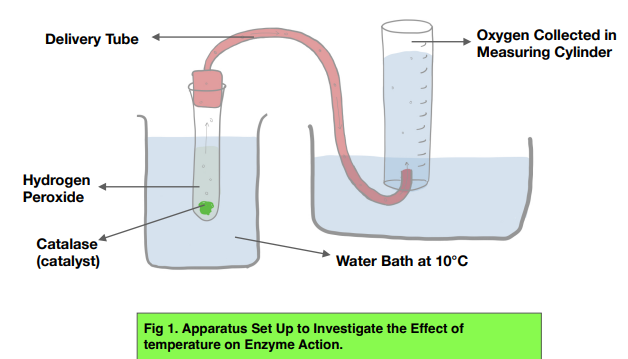 Investigating Catalase Activity Worksheets Answers