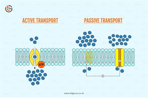 Is Diffusion And Active Transport