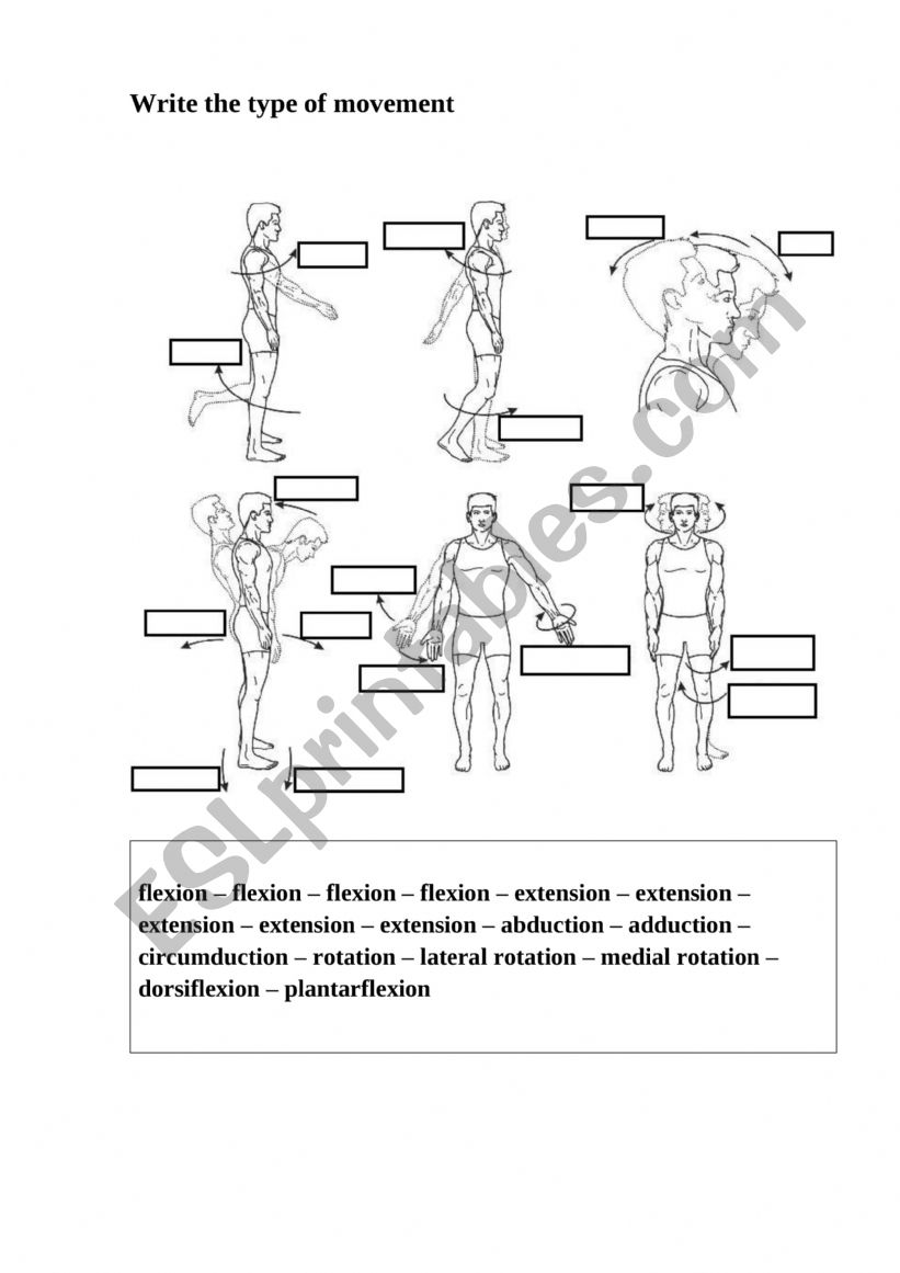 Joints And Their Movements Worksheet Science Worksheet